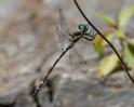 Eusynthemis nigra male-3400